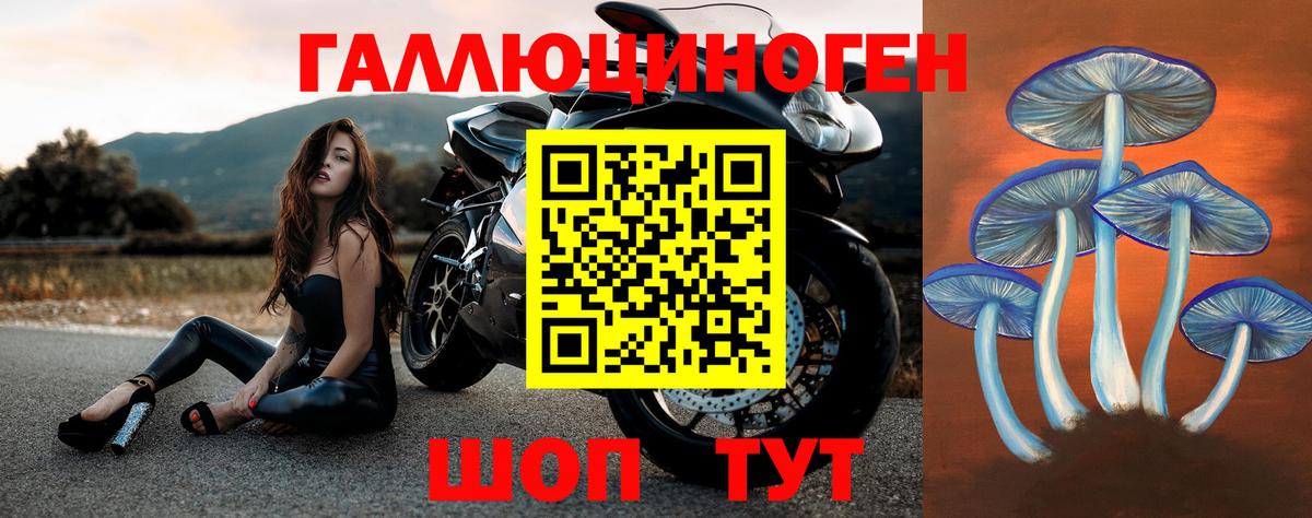 Псилоцибиновые грибы Psilocybe Свободный